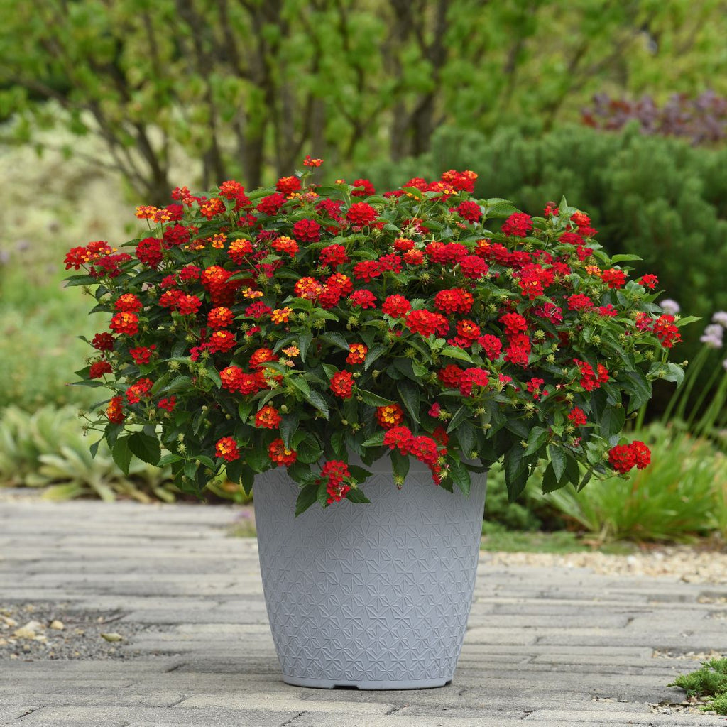 Lantana Shamrock™ Red