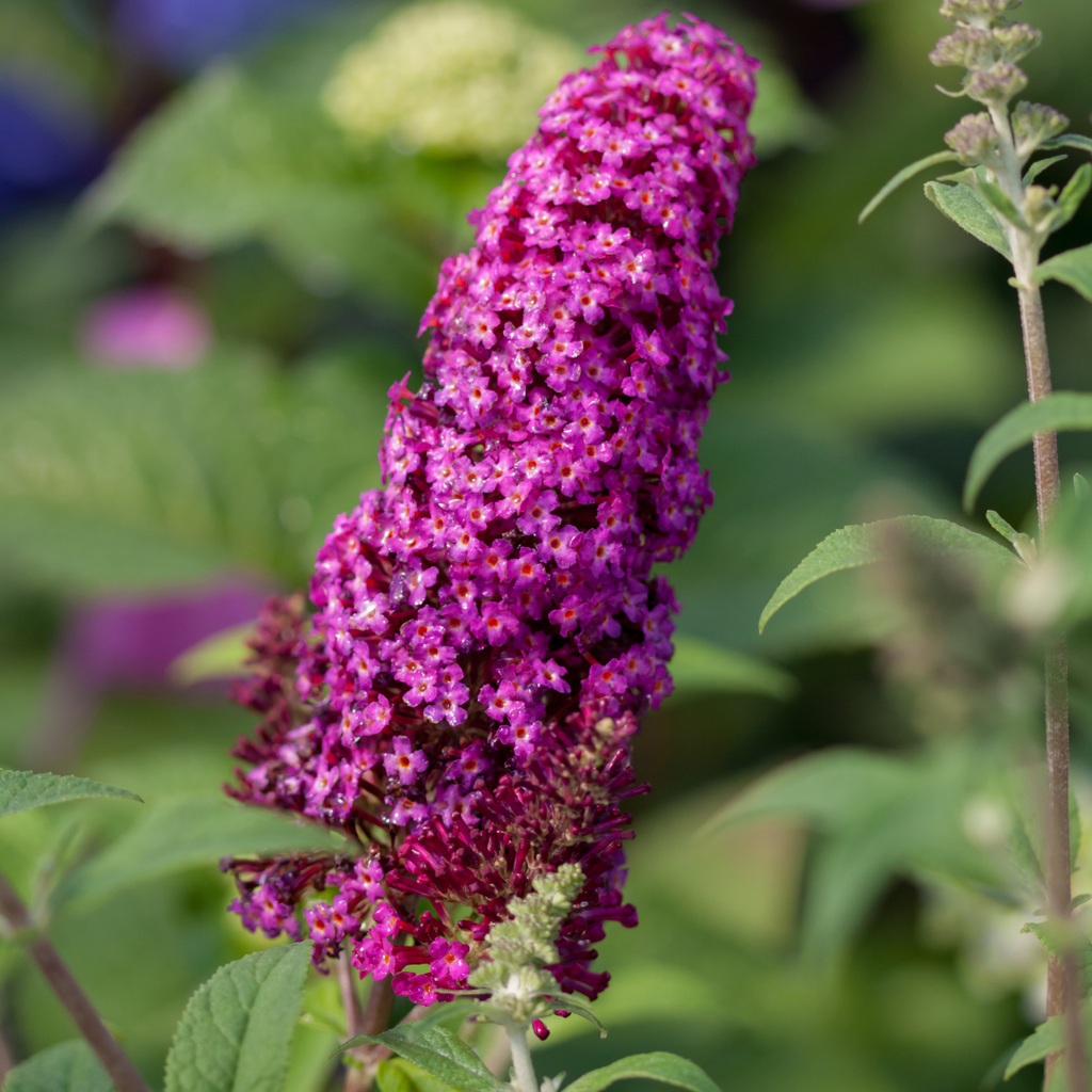 Butterfly Bush Funky Fuchsia™
