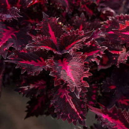 Coleus 'Pink Ribbons' ~ Ribbon Spool of 24 Hefty Plants for Preorder