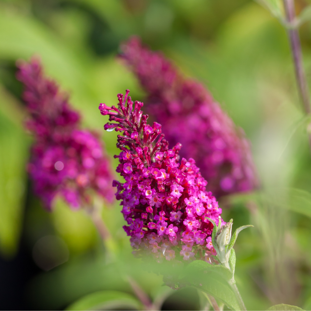 Butterfly Bush Funky Fuchsia™