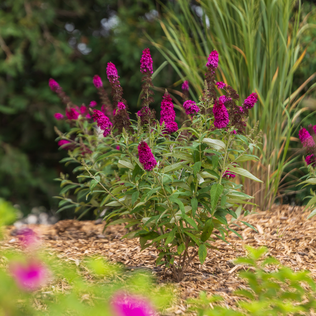 Butterfly Bush Funky Fuchsia™