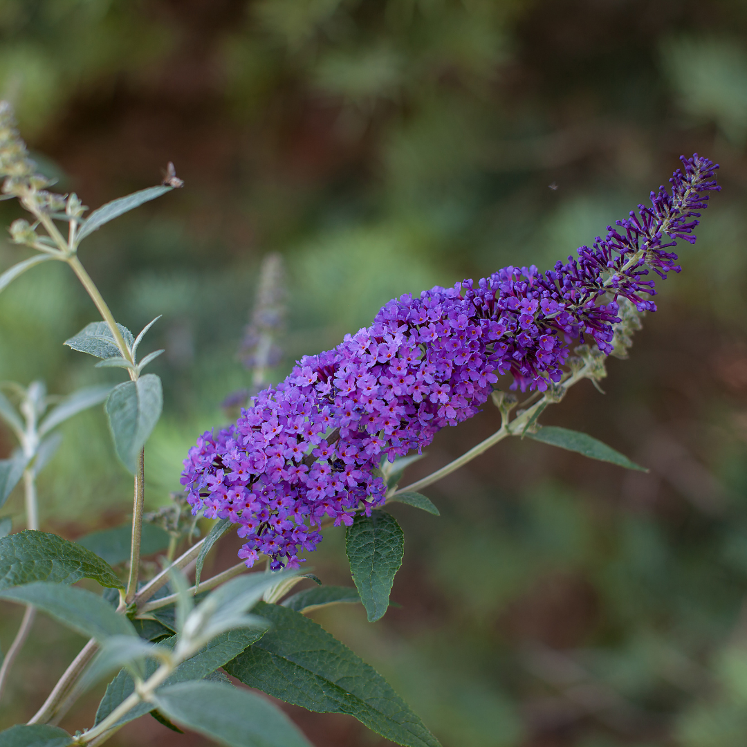 Butterfly Bush Psychedelic Sky™