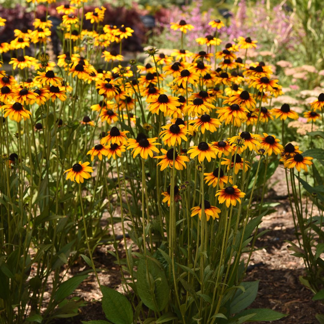 Rudbeckia 'Suntacular'