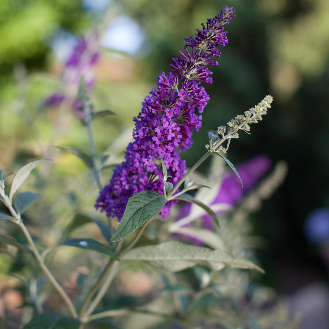 Butterfly Bush Psychedelic Sky™