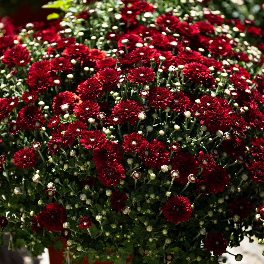 Belgian Fall Mum Aideen™ Red Fire