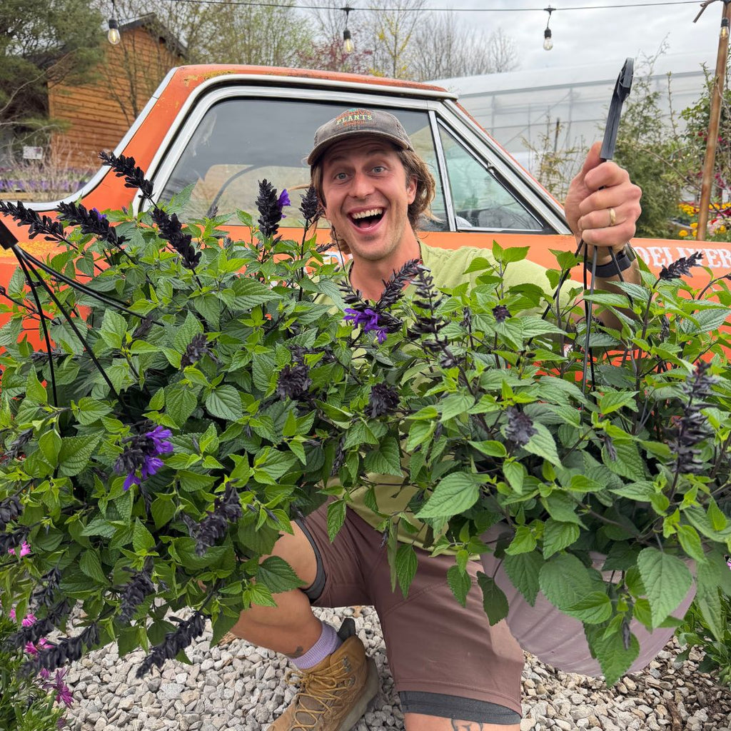 Salvia 'Hummingbird Falls' Hanging Basket