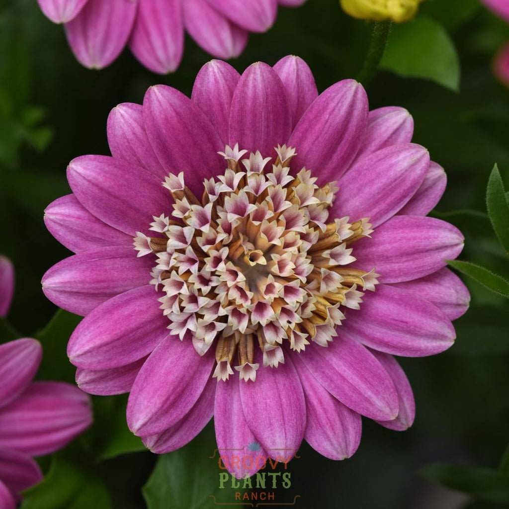 African Daisy 'Pink Lemonade' ~ Trio of 3 Hefty Plants for Preorder