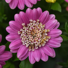 African Daisy 'Pink Lemonade' ~ Trio of 3 Hefty Plants for Preorder