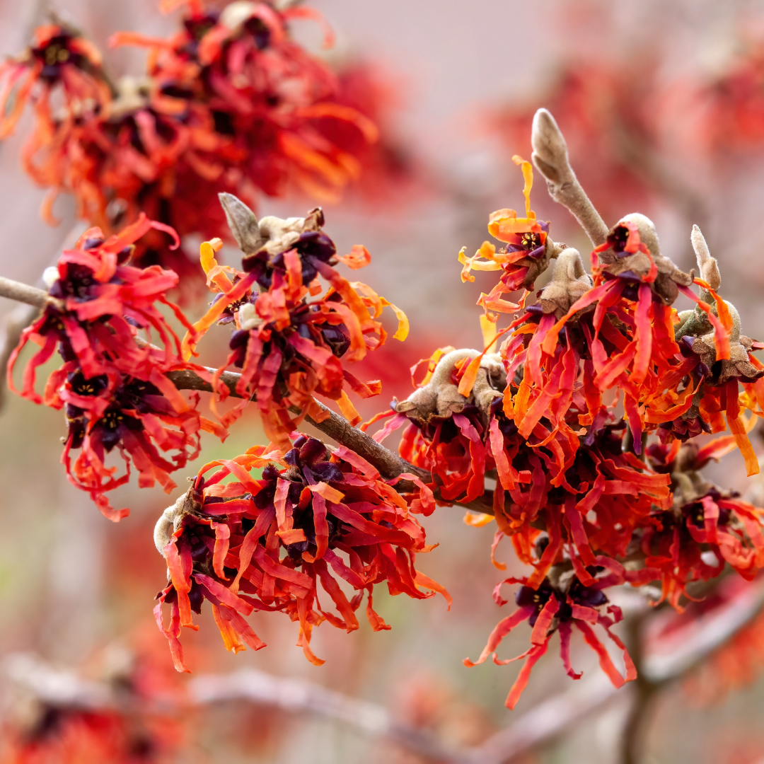 Witch Hazel 'Crimson Fire'