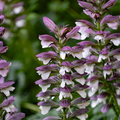 Bear's Breeches - Acanthus spinosus