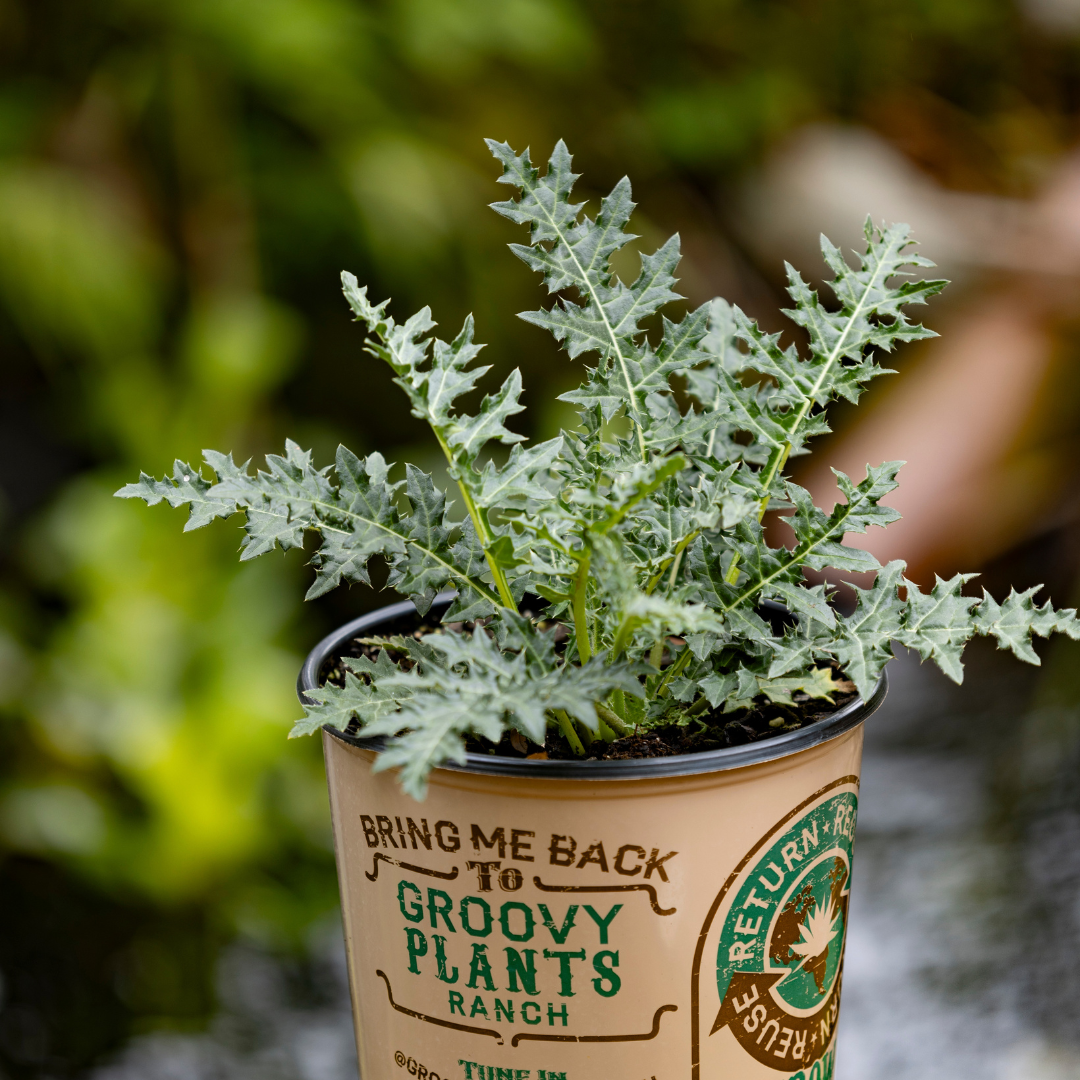 Bear's Breeches - Acanthus spinosus