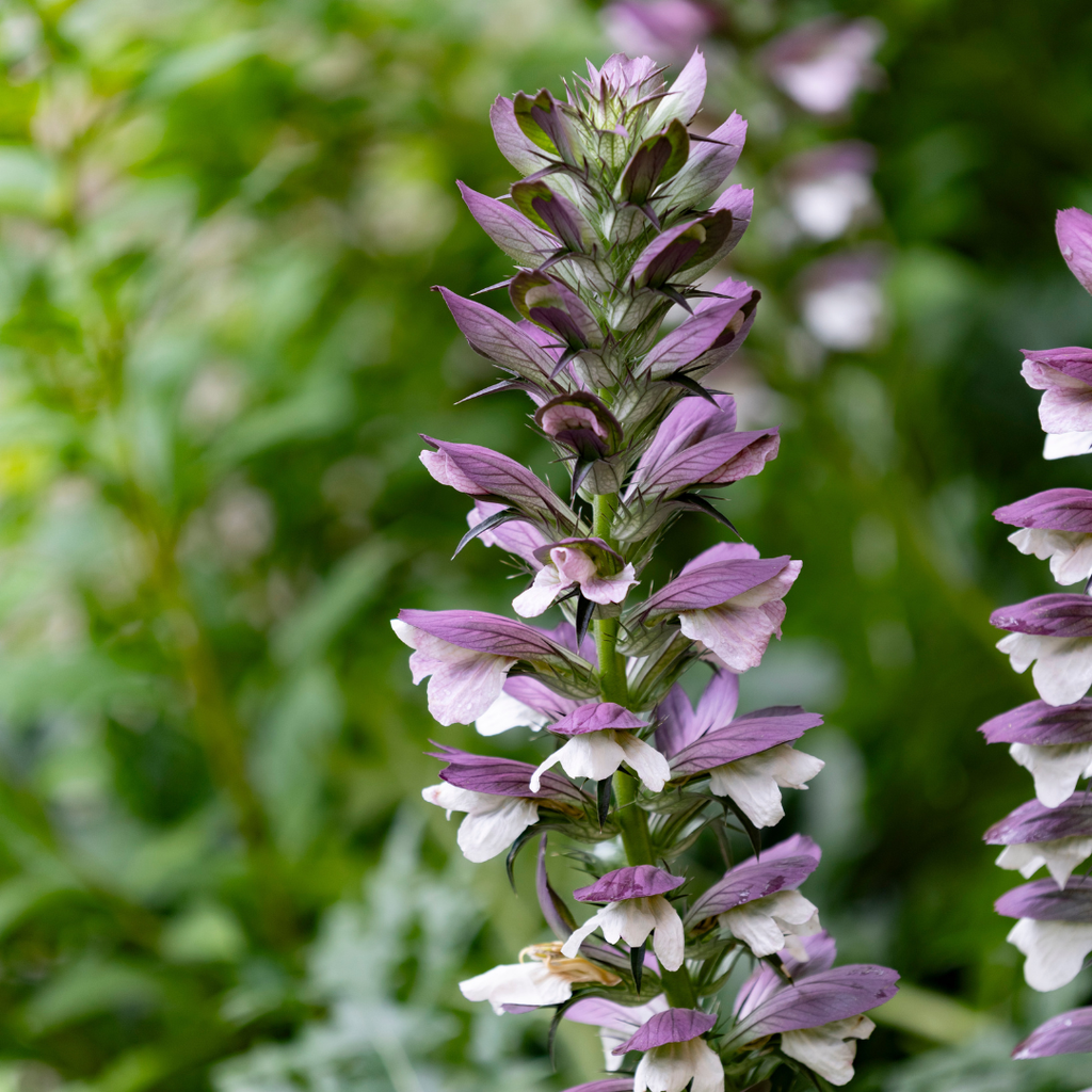 Bear's Breeches - Acanthus spinosus