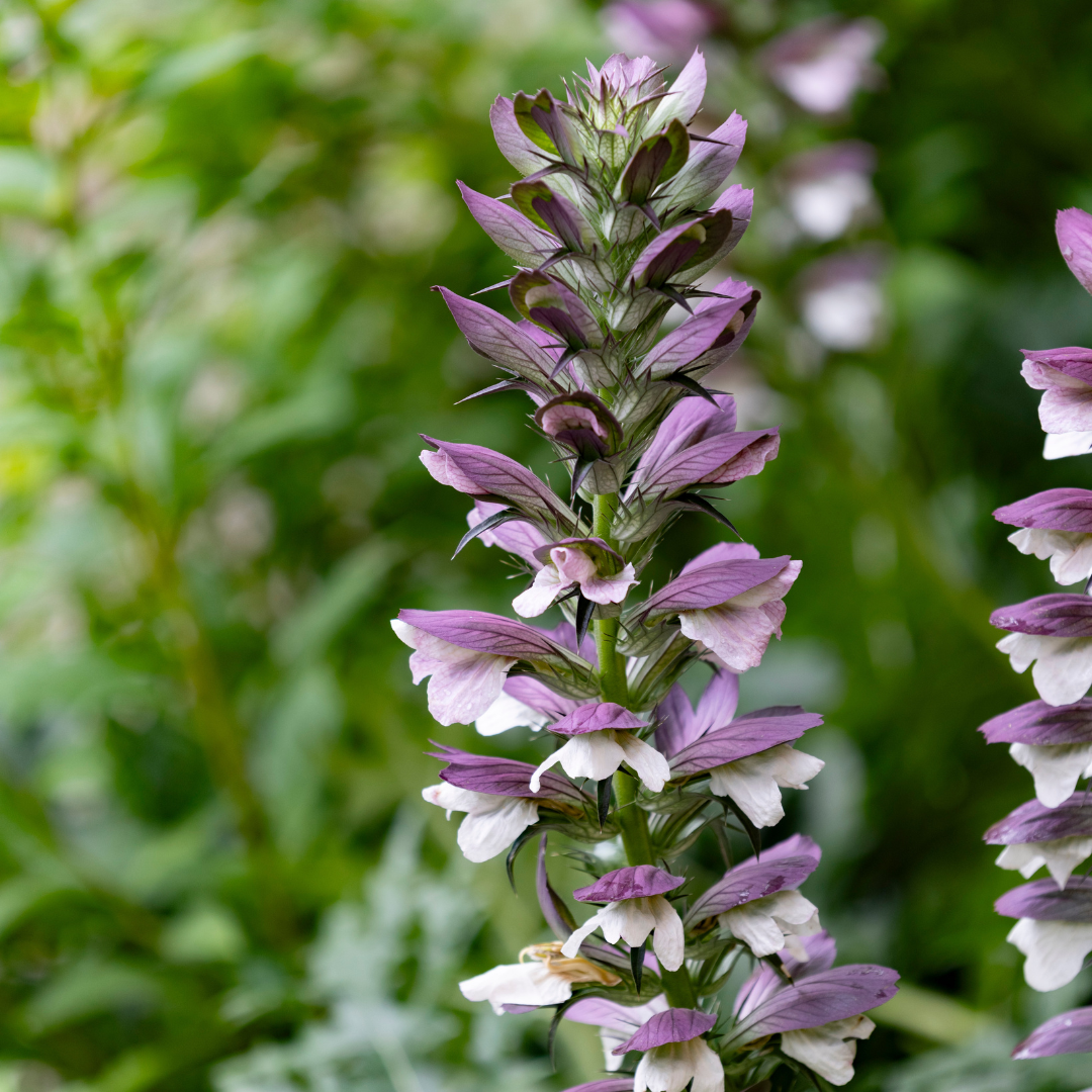 Bear's Breeches - Acanthus spinosus