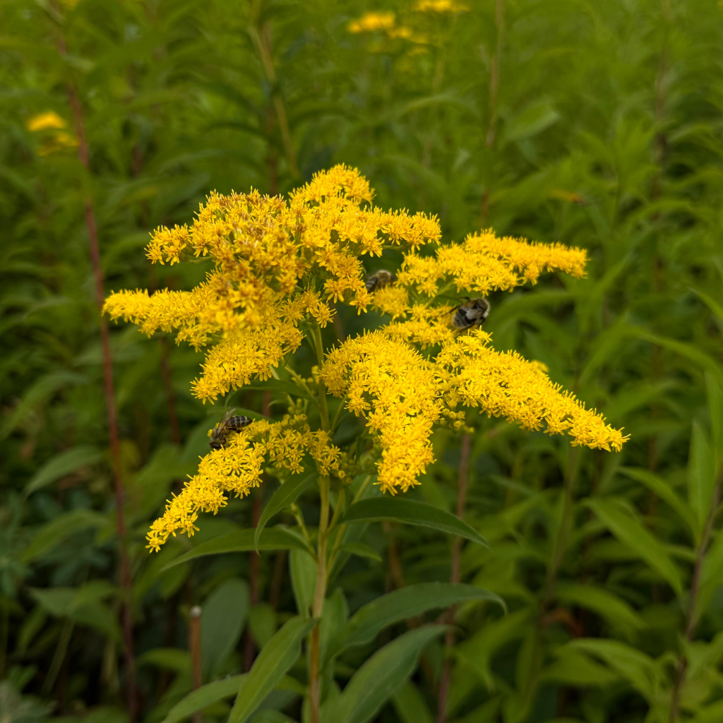 Goldenrod 'Little Miss Sunshine'
