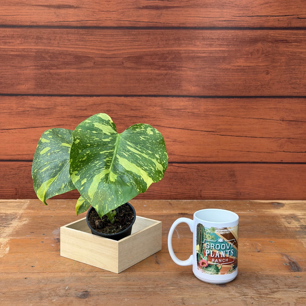 Monstera deliciosa 'Electrolyte'