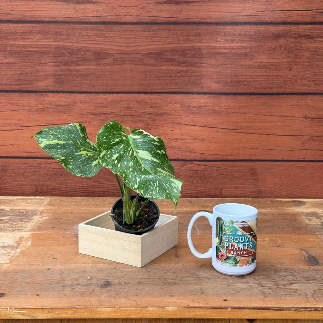 Monstera deliciosa 'Electrolyte'