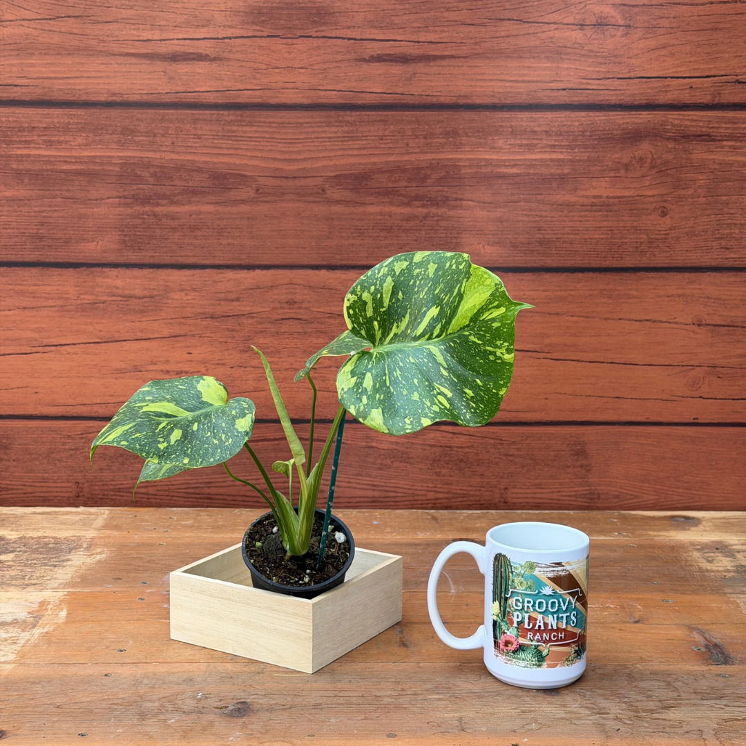 Monstera deliciosa 'Electrolyte'