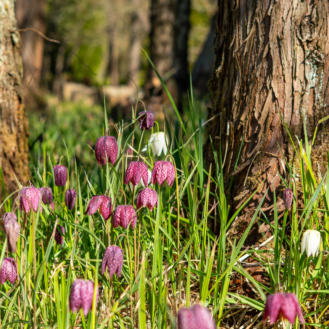 Snake's Head Fritillary - 20 Bulbs