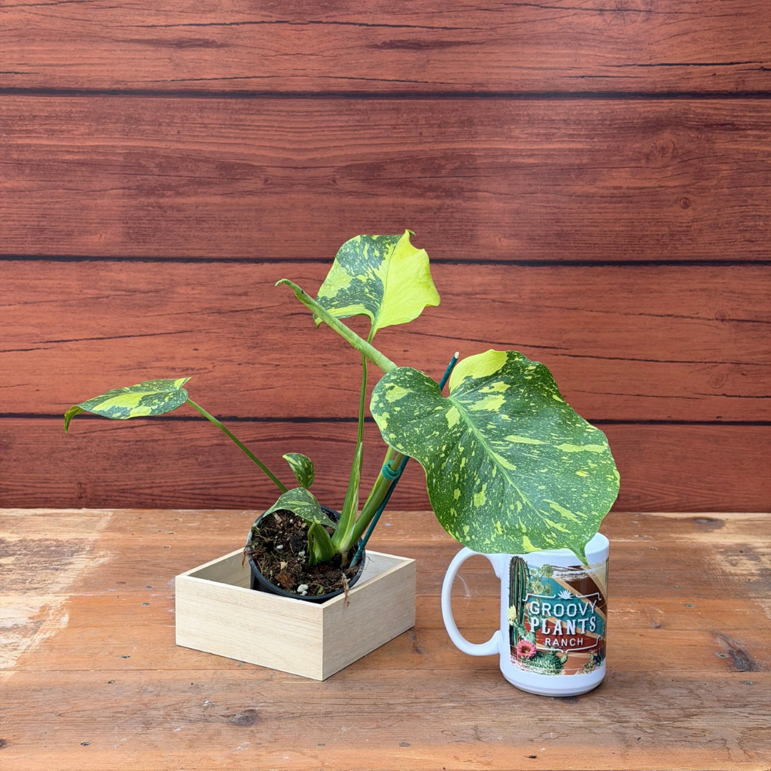 Monstera deliciosa 'Electrolyte'
