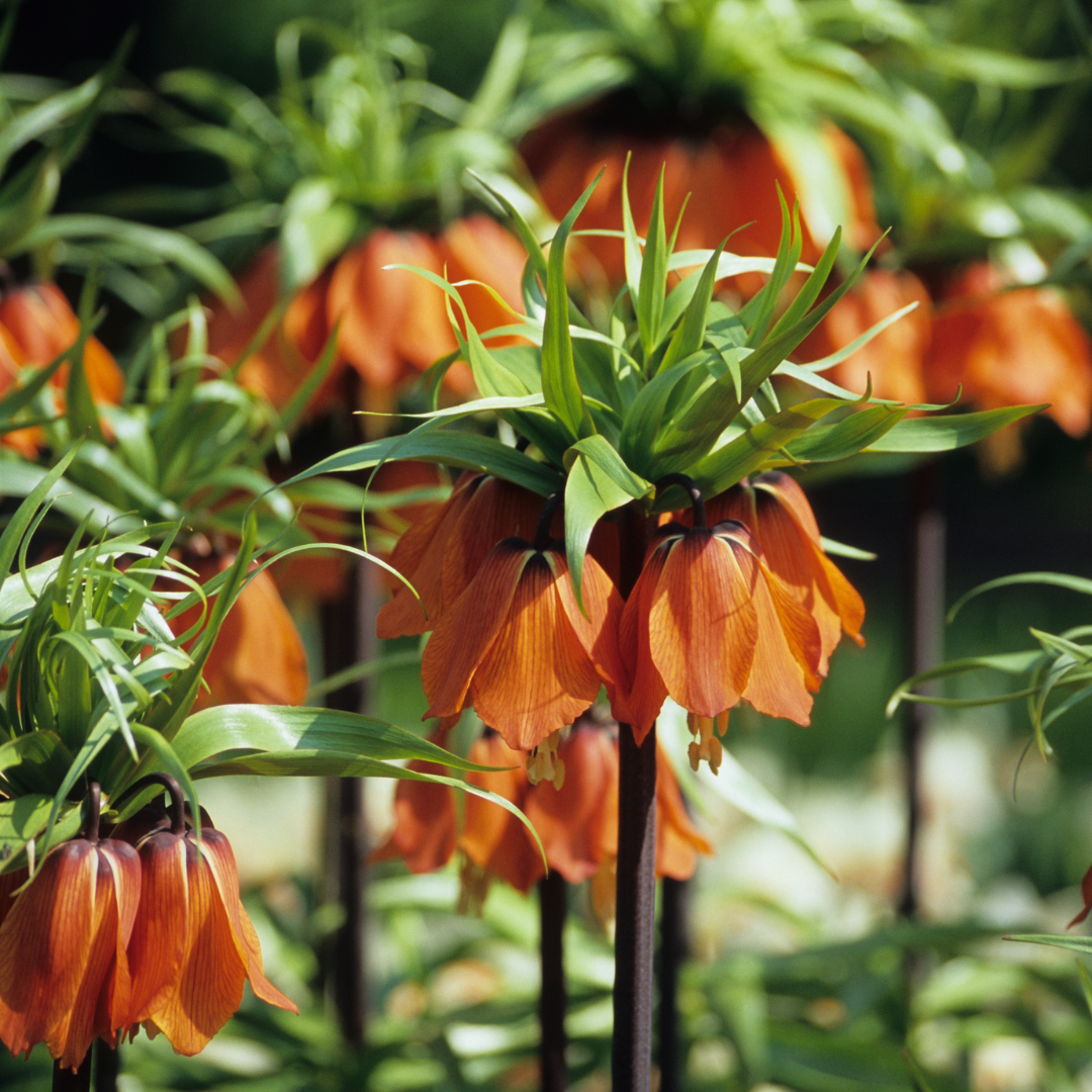 Red Crown Imperial Fritillary - 20 Bulbs