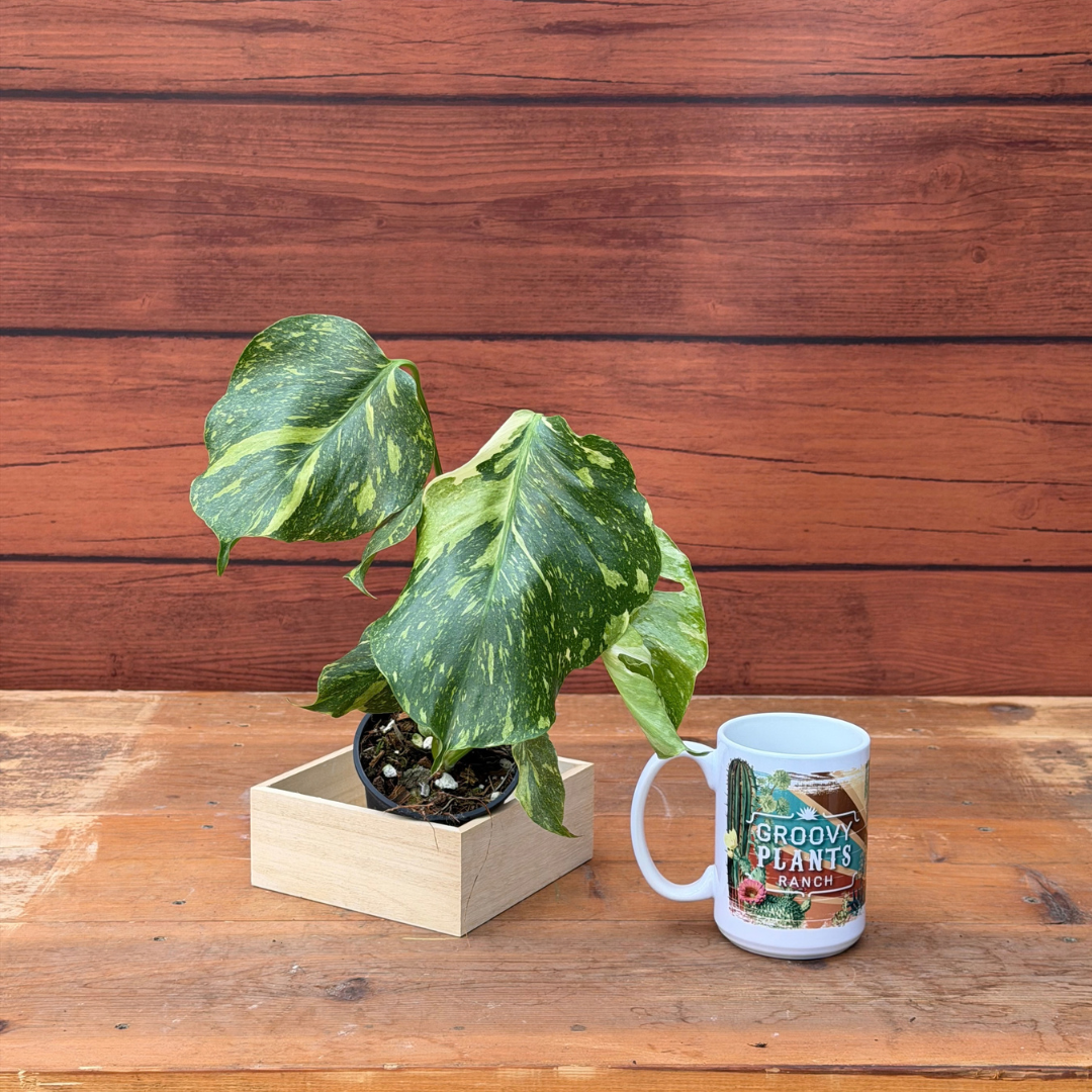 Monstera deliciosa 'Electrolyte'