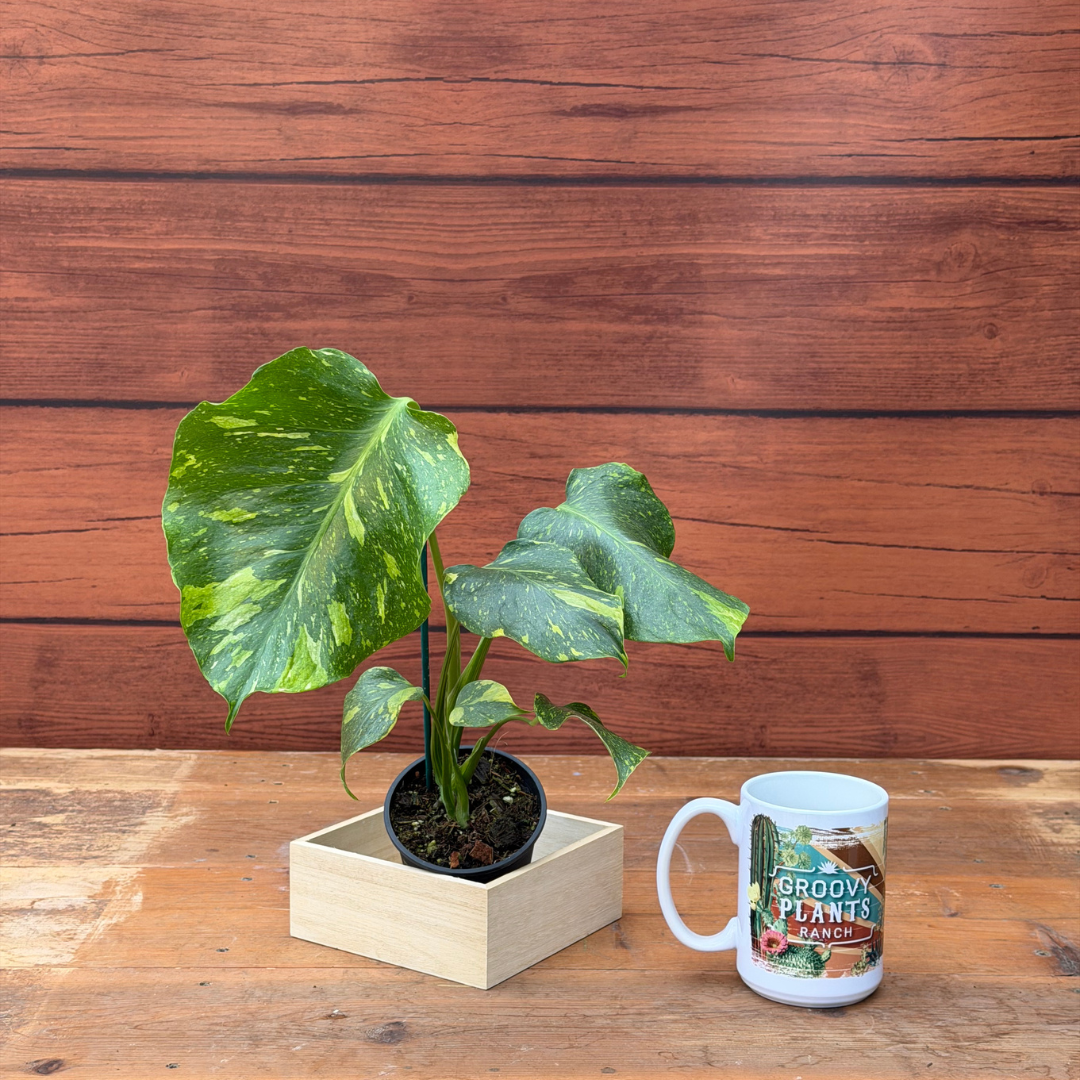 Monstera deliciosa 'Electrolyte'