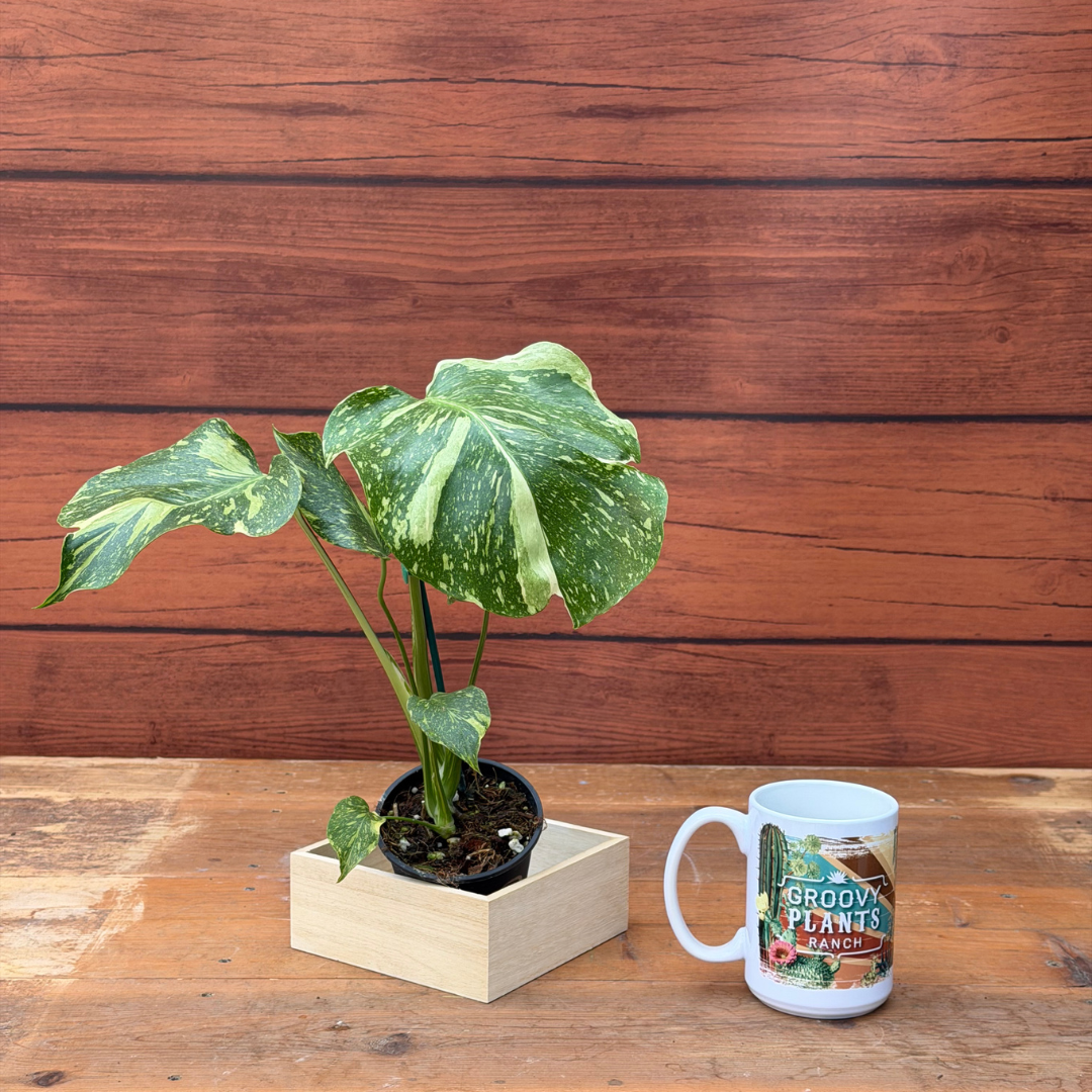 Monstera deliciosa 'Electrolyte'