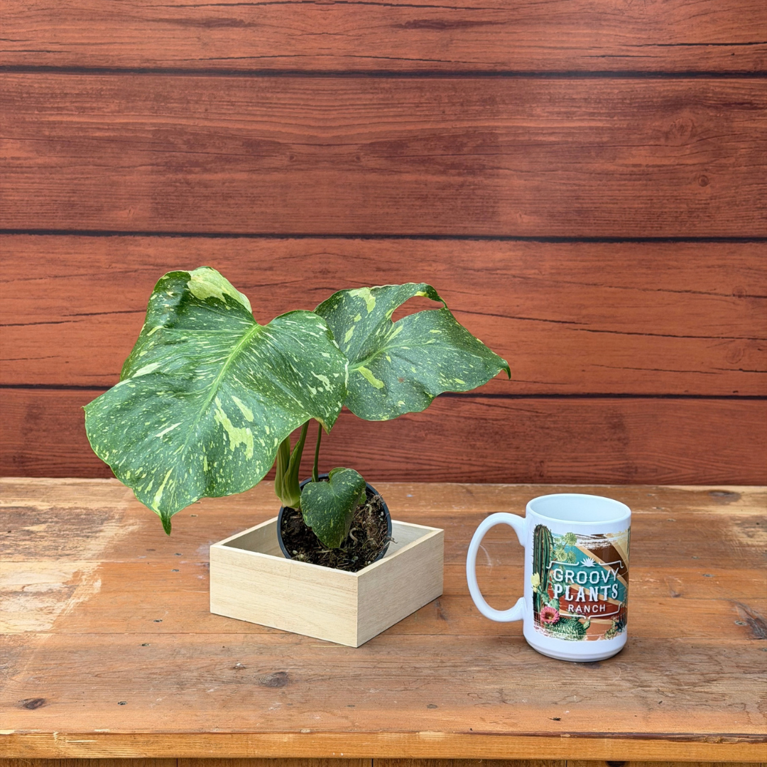 Monstera deliciosa 'Electrolyte'