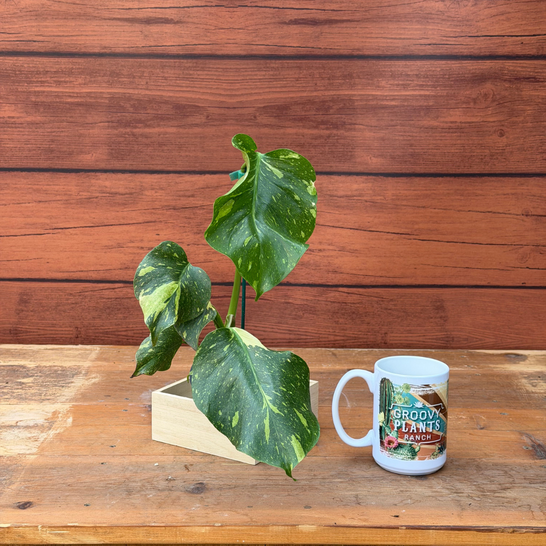 Monstera deliciosa 'Electrolyte'