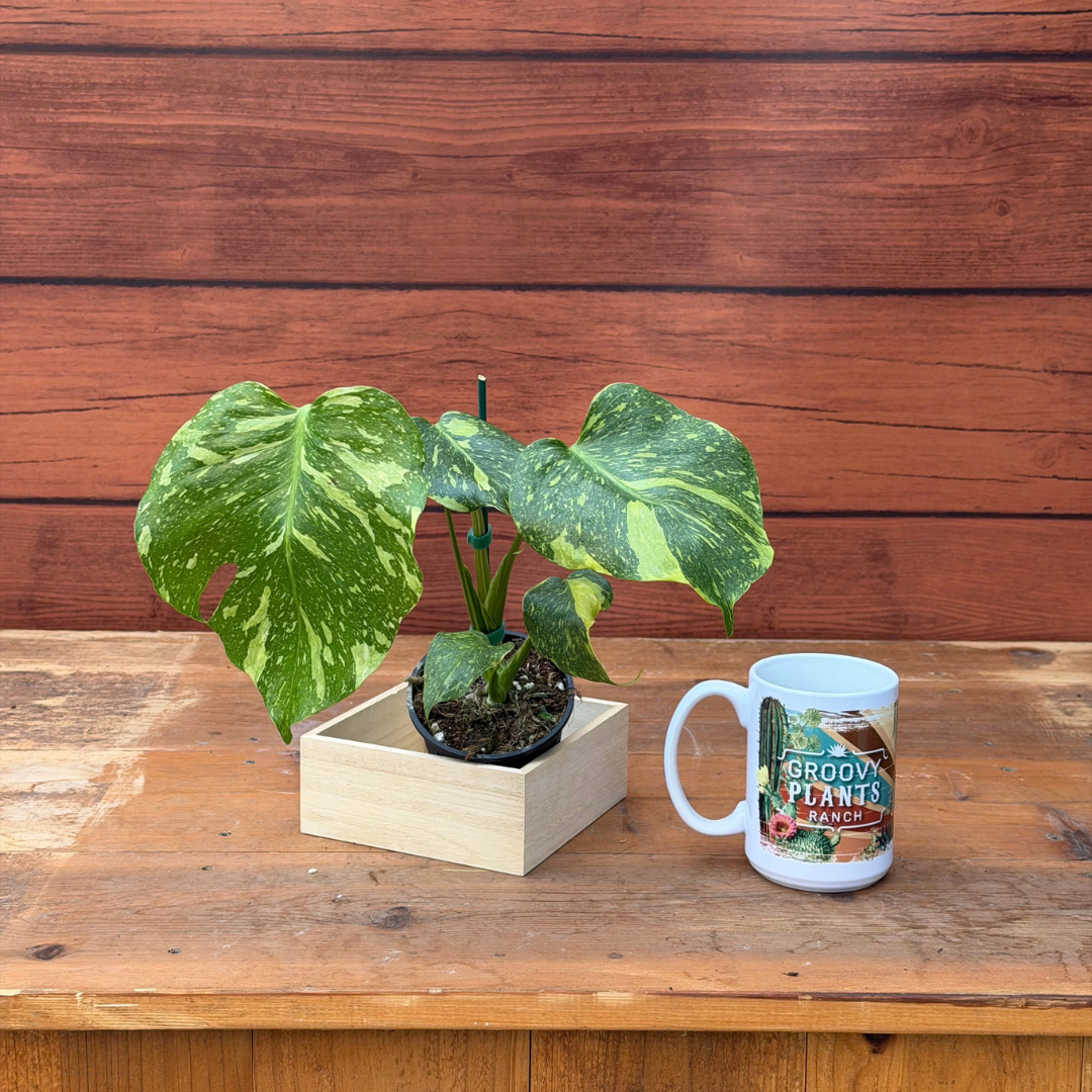 Monstera deliciosa 'Electrolyte'