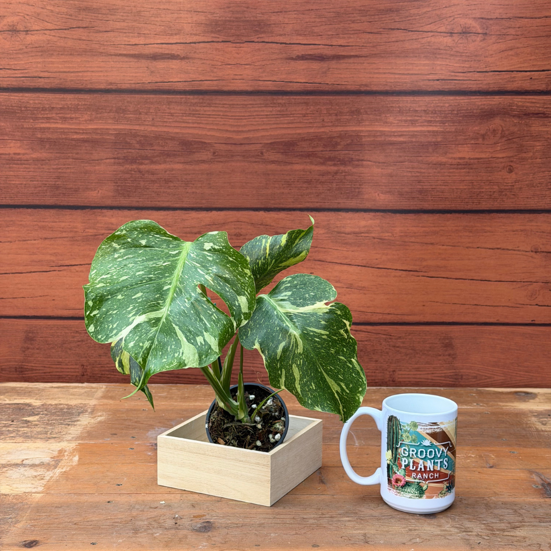 Monstera deliciosa 'Electrolyte'