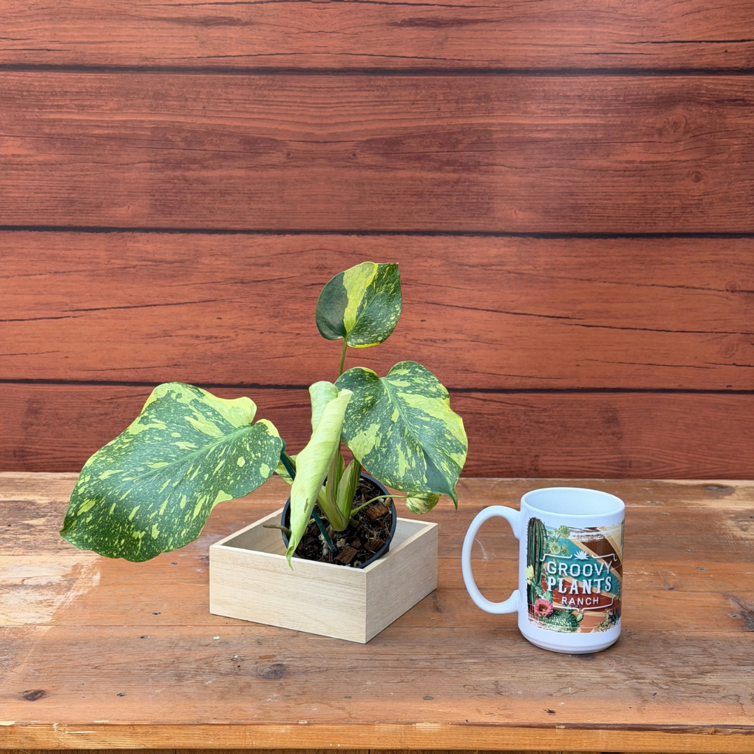 Monstera deliciosa 'Electrolyte'