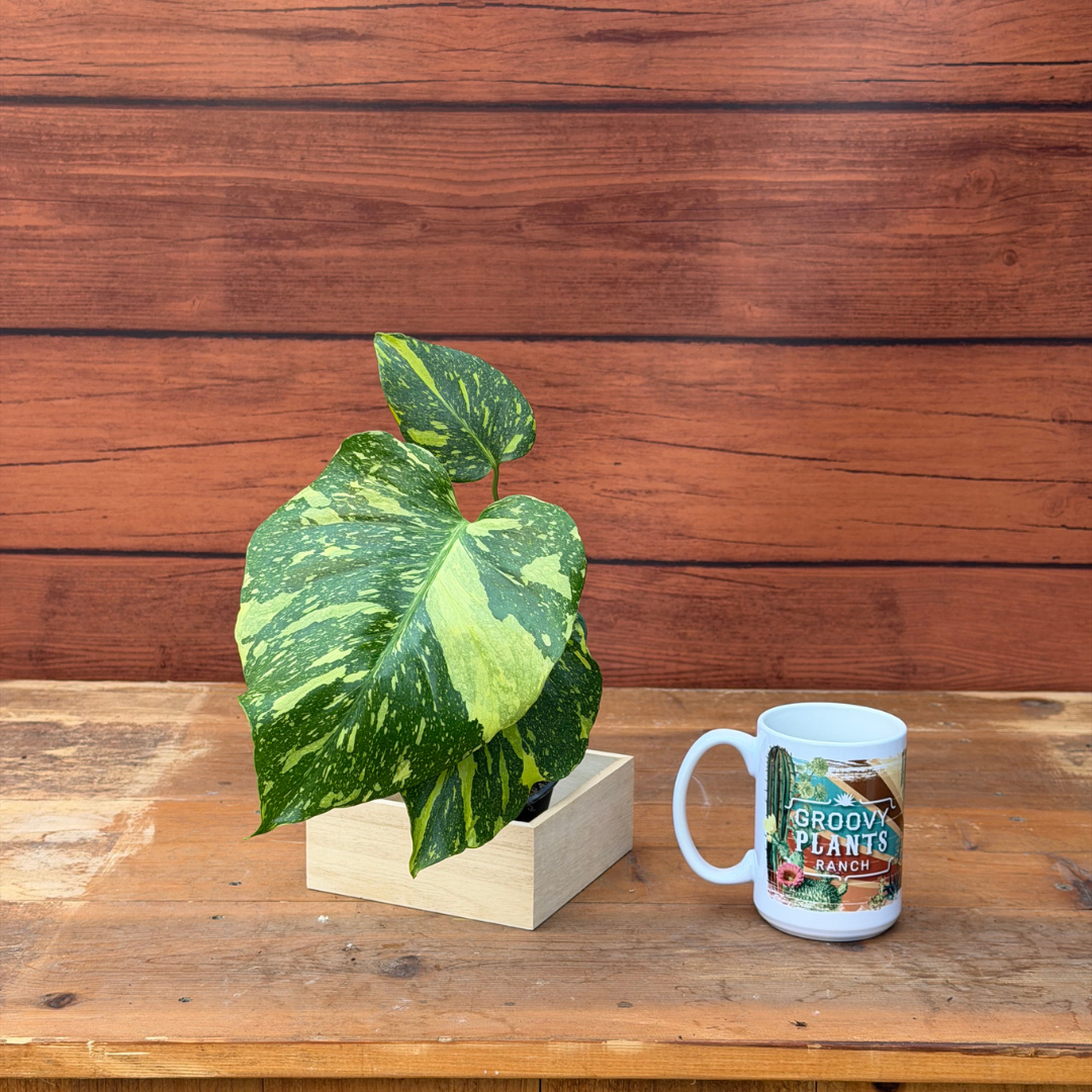Monstera deliciosa 'Electrolyte'