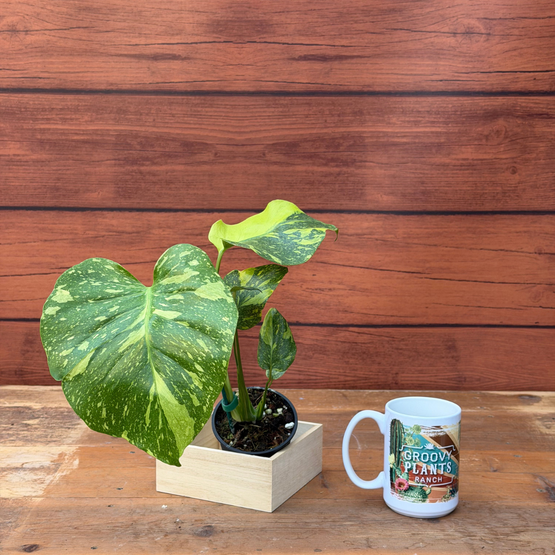 Monstera deliciosa 'Electrolyte'
