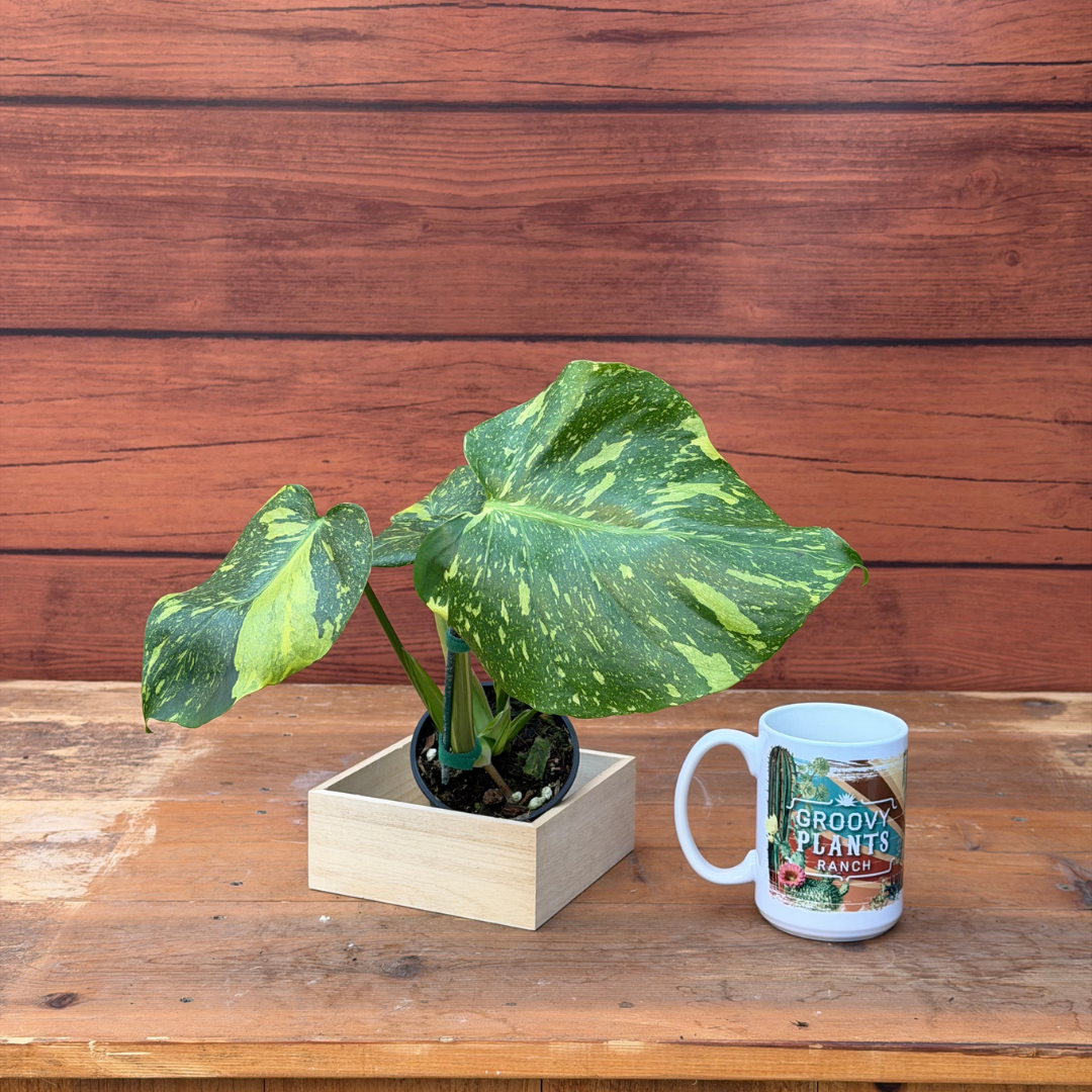 Monstera deliciosa 'Electrolyte'