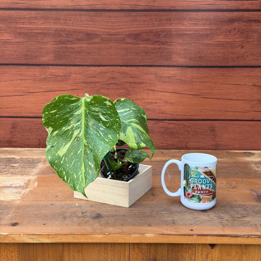 Monstera deliciosa 'Electrolyte'