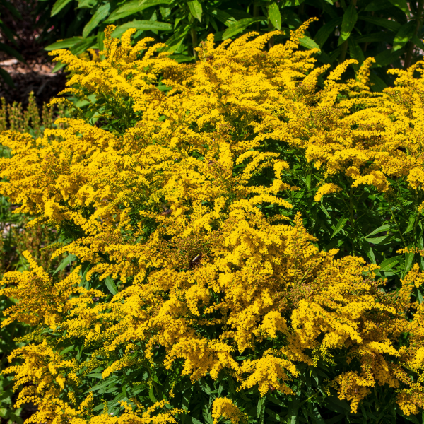 Goldenrod 'Fireworks'
