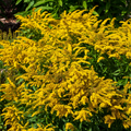 Goldenrod 'Fireworks'