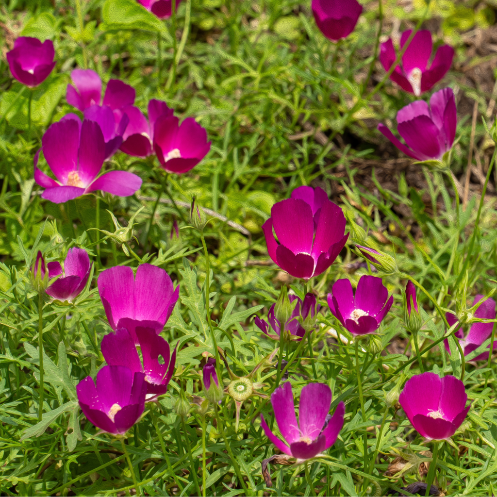 Purple Poppy Mallow