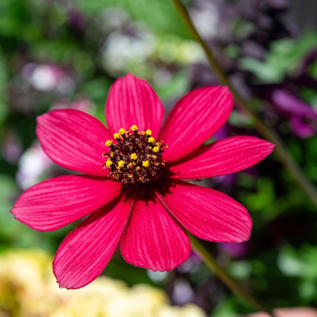 Cosmos 'Cherry Chocolate' ~ Trio of 3 Hefty Plants for Preorder