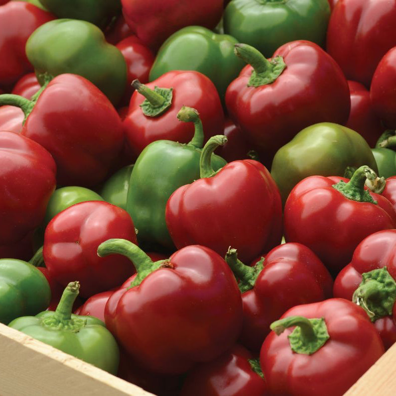 'Snackabelle' Peppers ~ Trio of 3 Hefty Plants for Preorder