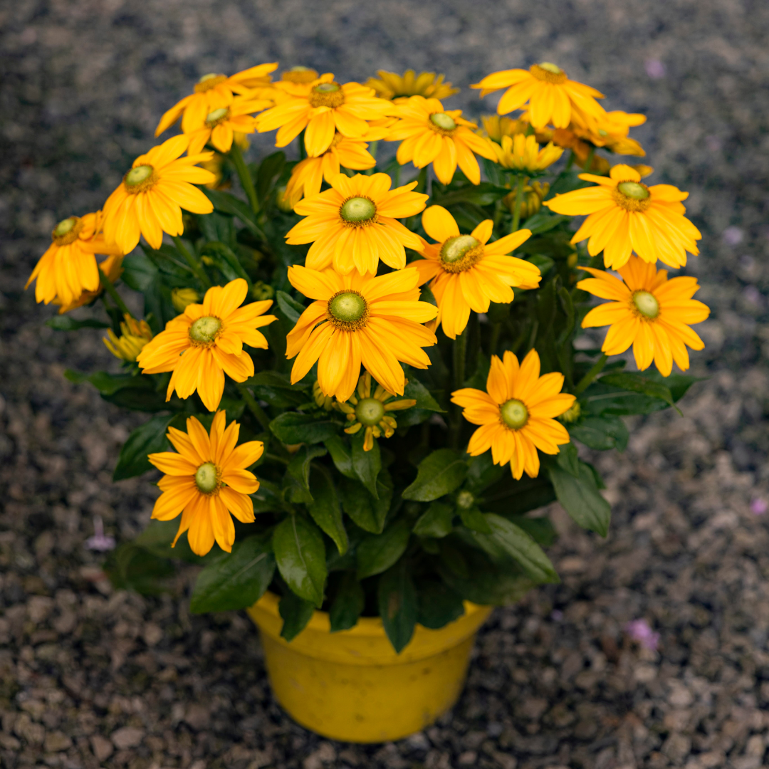 Sunbeckia 'Ophelia'