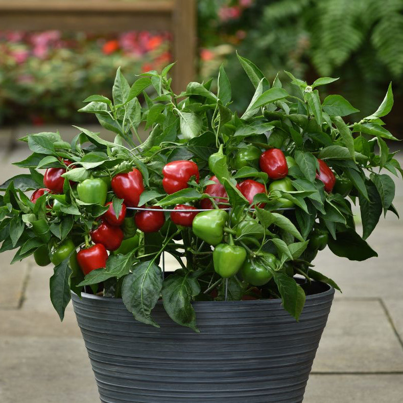 'Snackabelle' Peppers ~ Trio of 3 Hefty Plants for Preorder