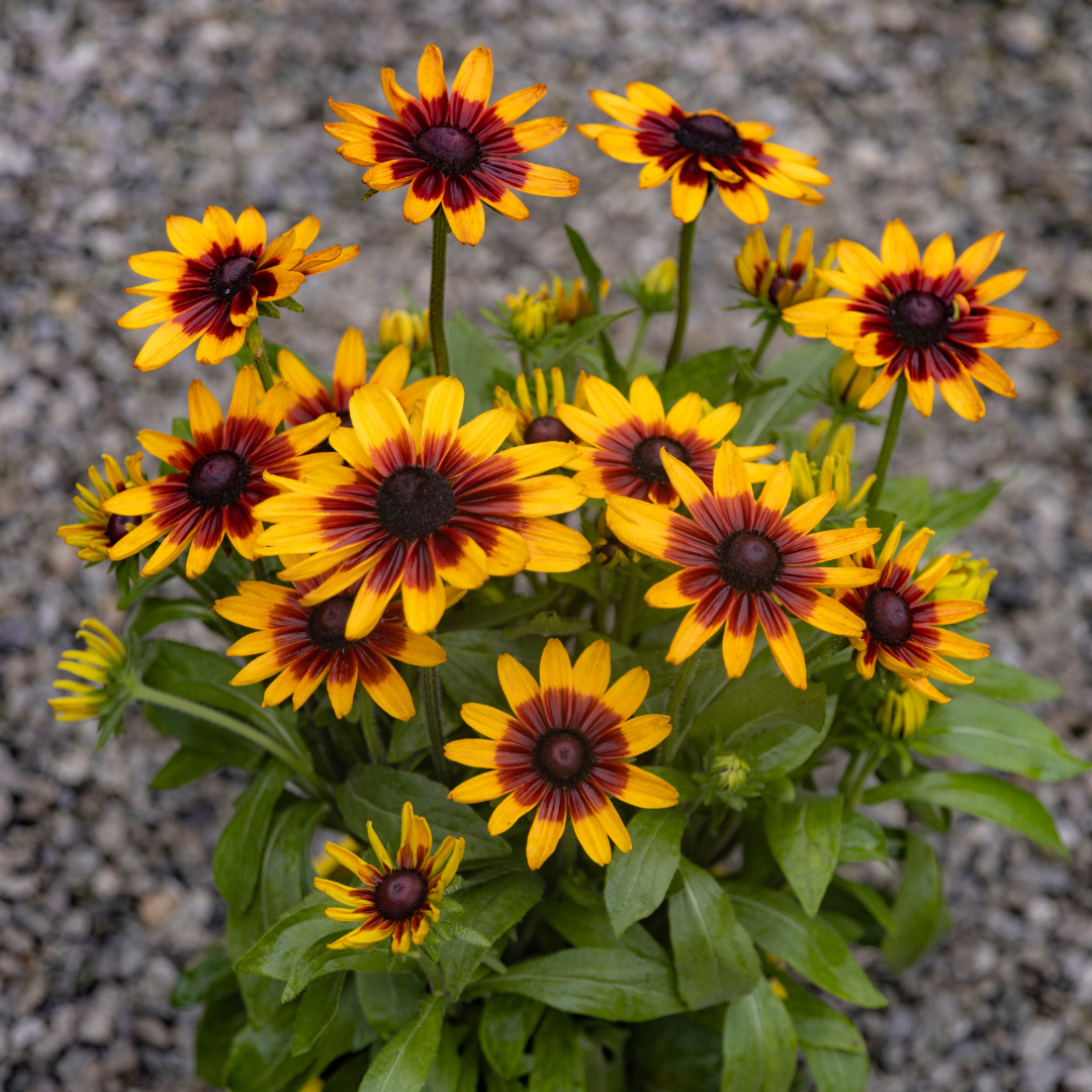Sunbeckia 'Luna'