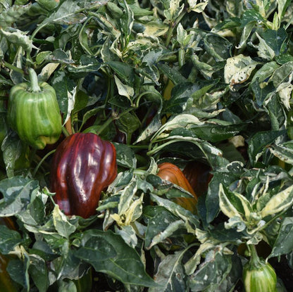 'Candy Cane Chocolate Cherry' Peppers ~ Trio of 3 Hefty Plants for Preorder