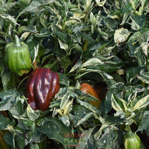 'Candy Cane Chocolate Cherry' Peppers ~ Trio of 3 Hefty Plants for Preorder