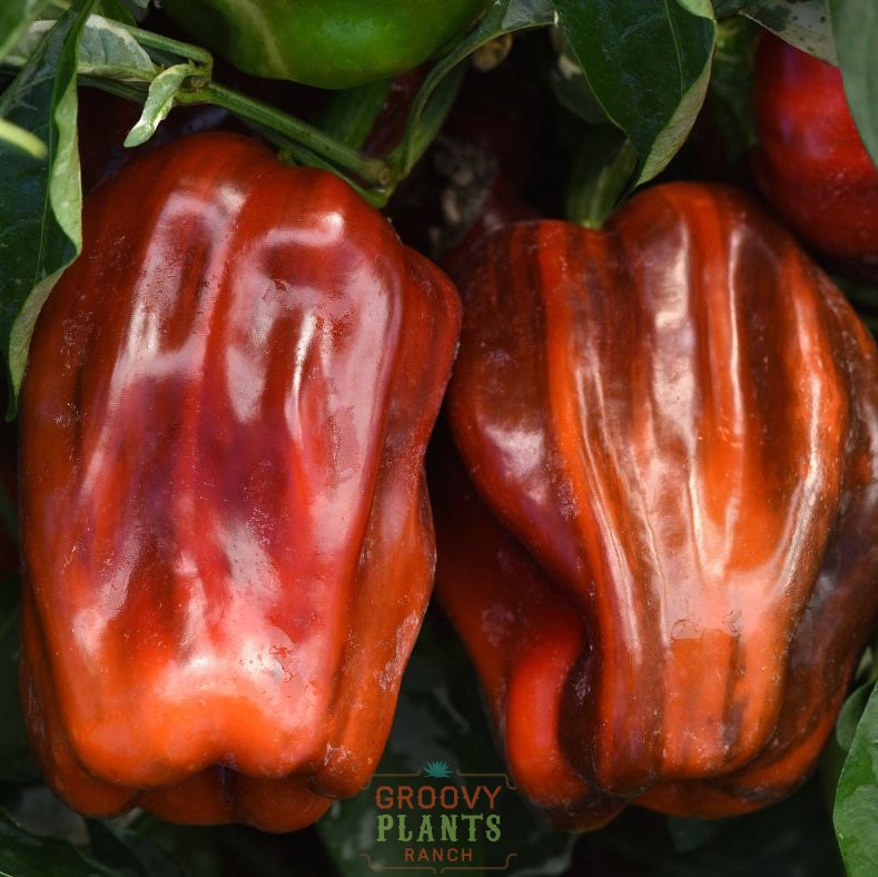 'Candy Cane Chocolate Cherry' Peppers ~ Trio of 3 Hefty Plants for Preorder