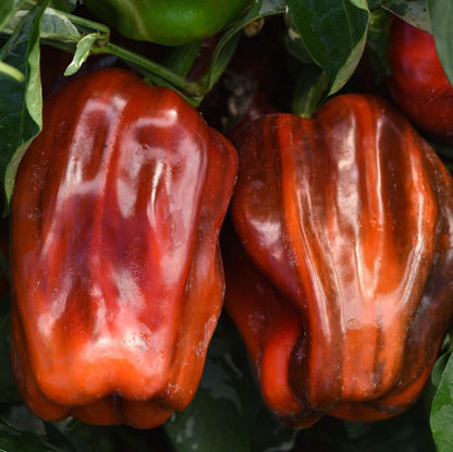 'Candy Cane Chocolate Cherry' Peppers ~ Trio of 3 Hefty Plants for Preorder