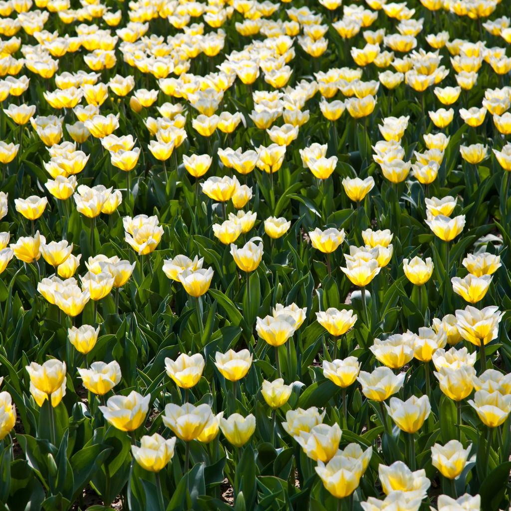 Tulip 'Jaap Groot'