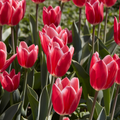 Tulip 'Candy Apple Delight'